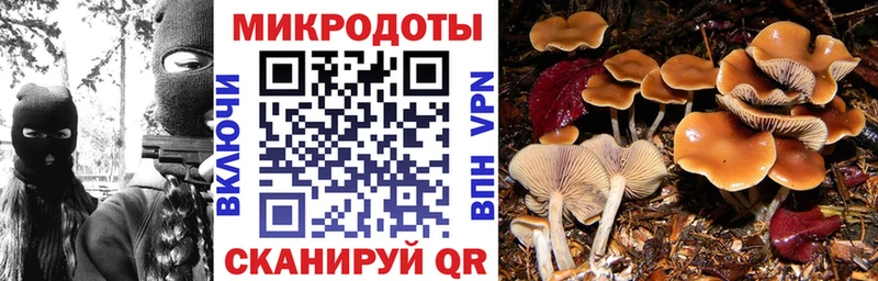 закладки  Западная Двина  Галлюциногенные грибы Psilocybe 